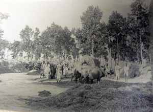Purulia residents tending buffaloes and cows (1920)