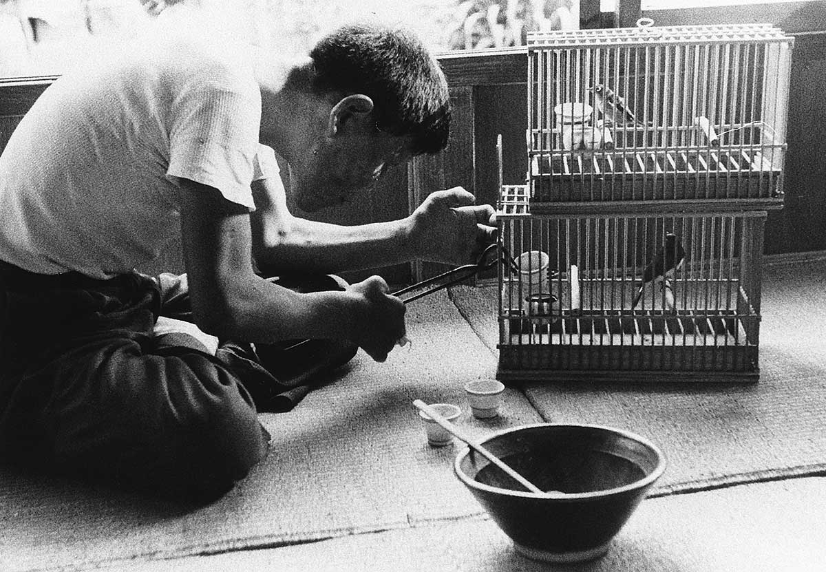 Pet birds