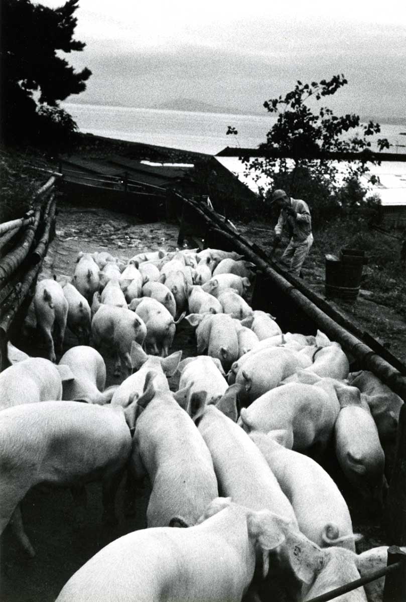 Raising hogs