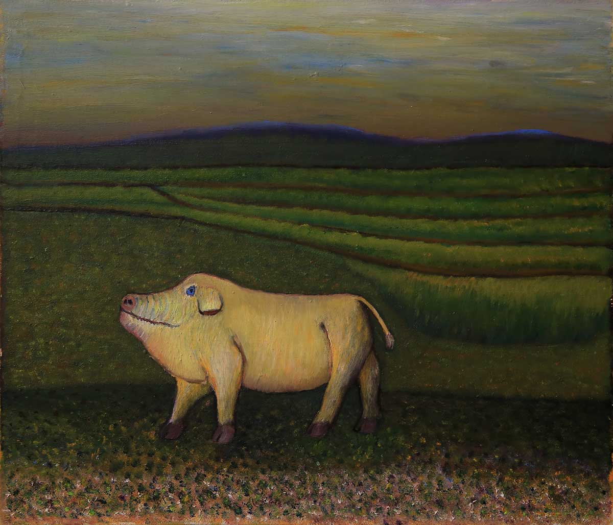 Amami Pig