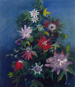 Blue Passionflowers
