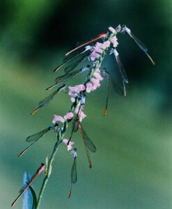 Dragonfly Kingdom