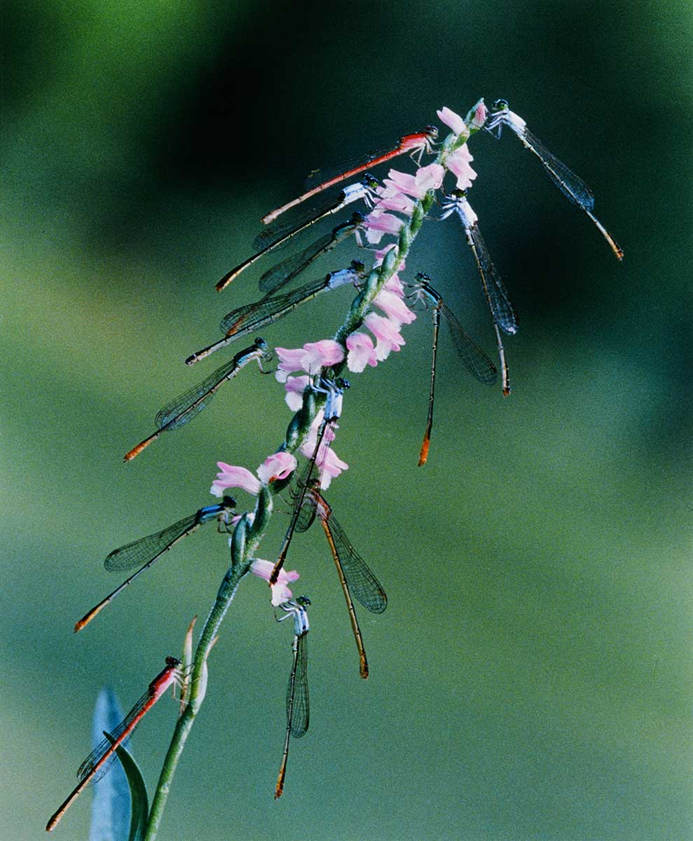 Dragonfly Kingdom