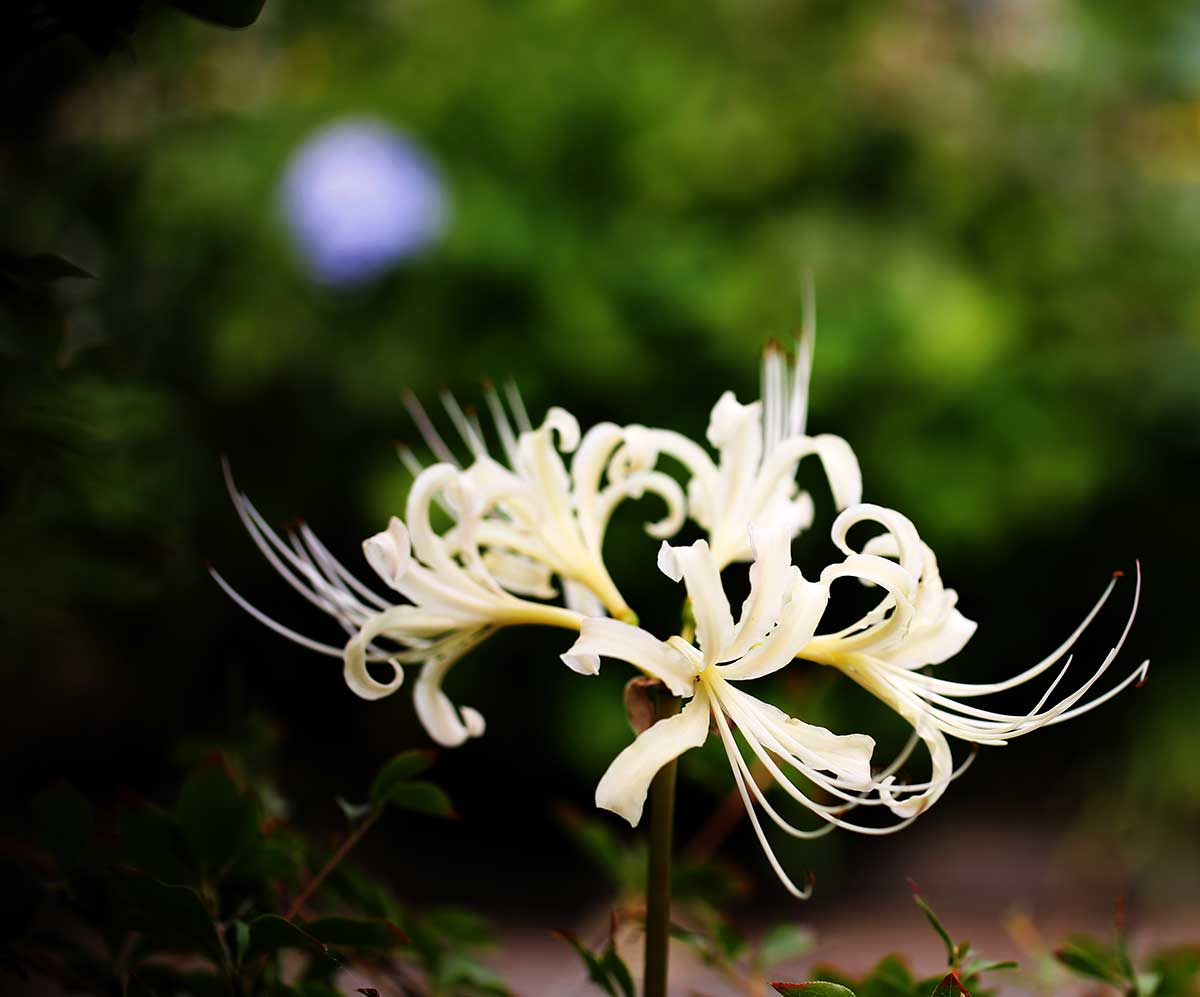 Cluster amaryllis
