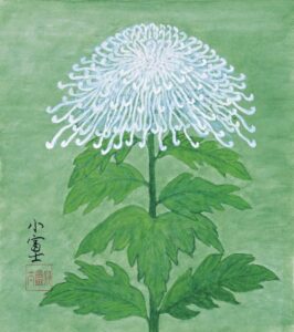 White Chrysanthemum