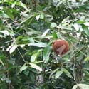 Chaulmoogra (plant) © Thierry Pellucuer